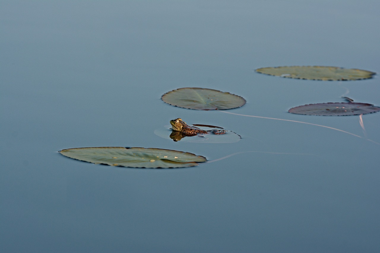 Frog,lily pads,lily,pad,amphibian - free image from needpix.com