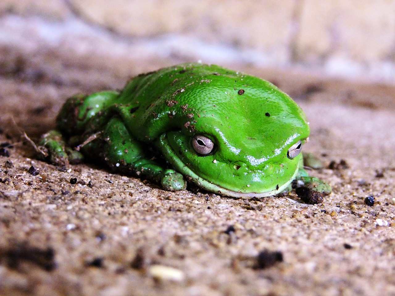 frog green sitting free photo