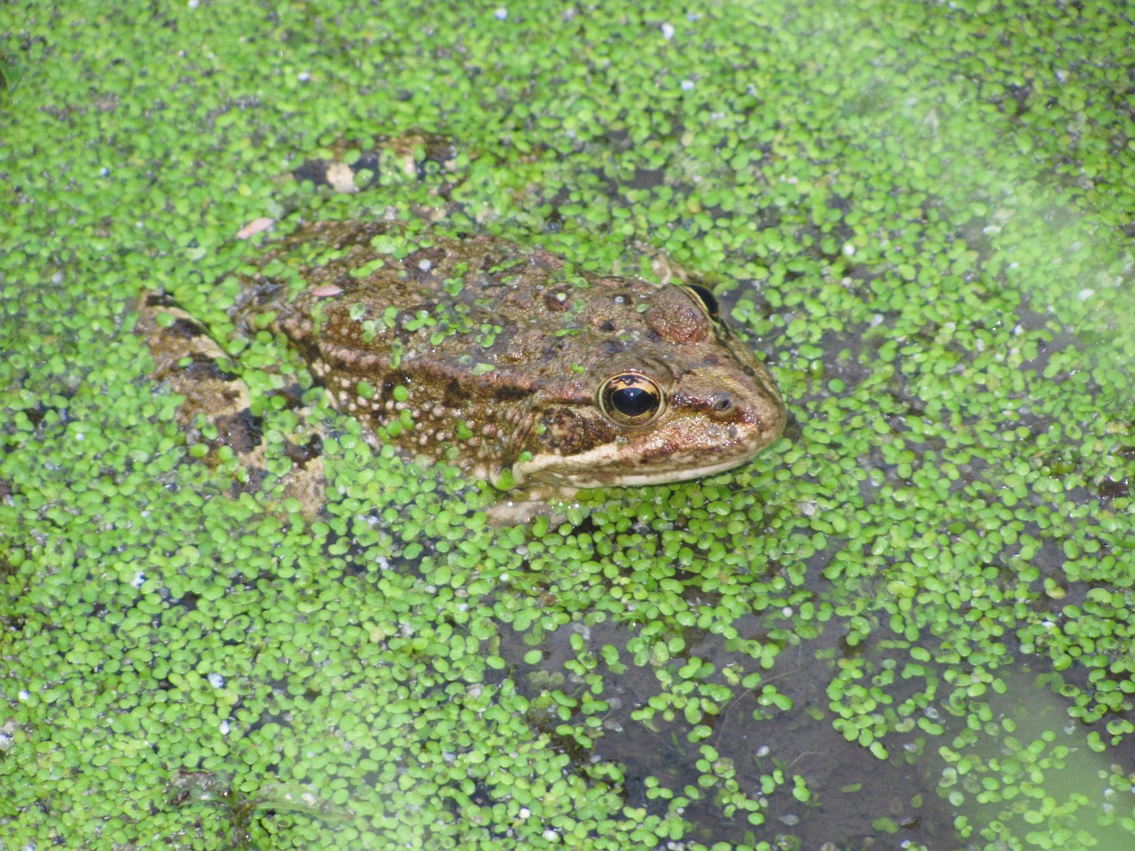 frog lake hidden free photo