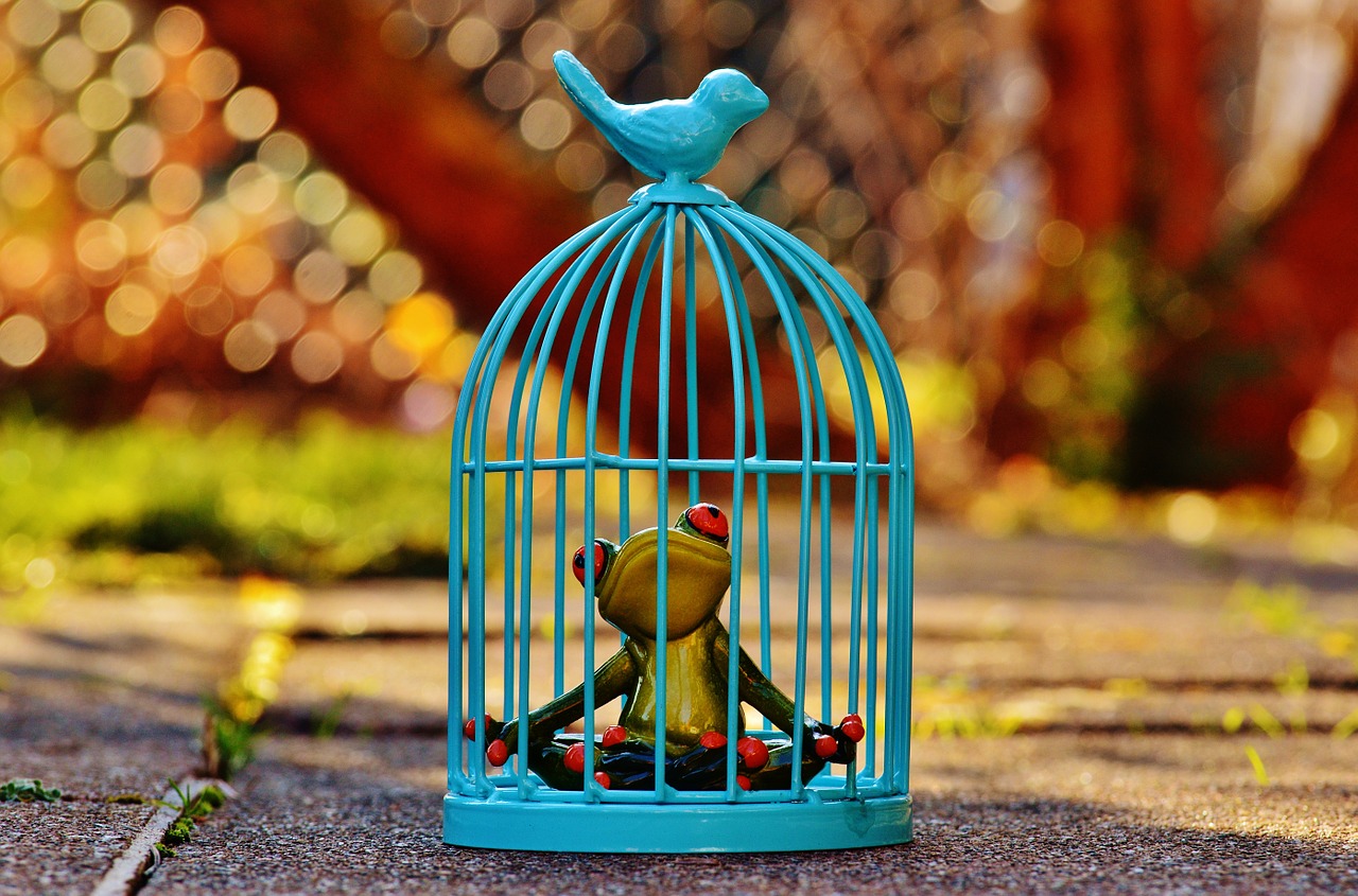 frog cage imprisoned free photo