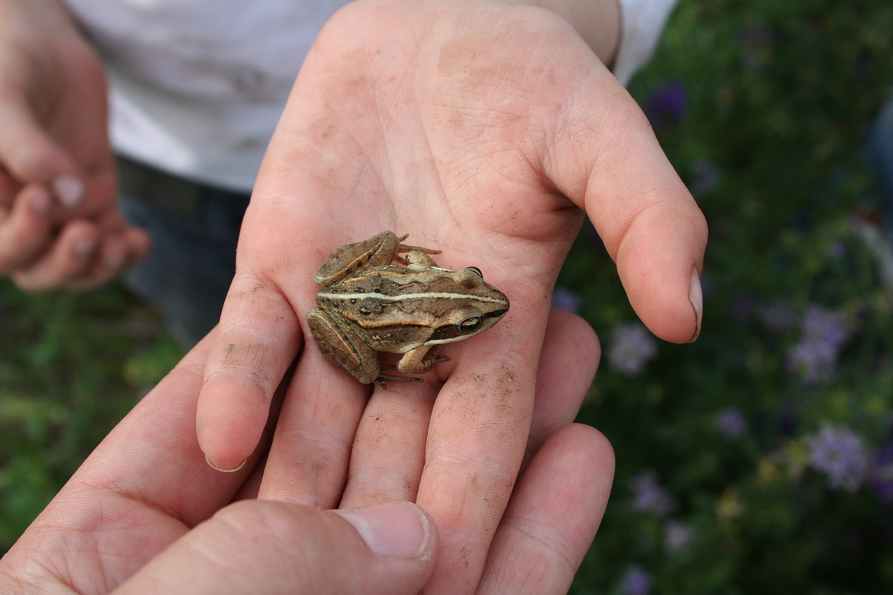 frog children learning hands free photo