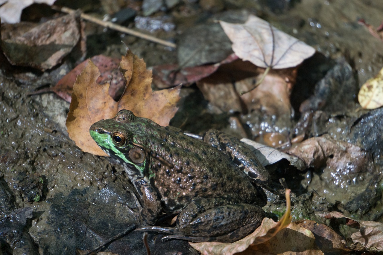 frog wildlife nature free photo