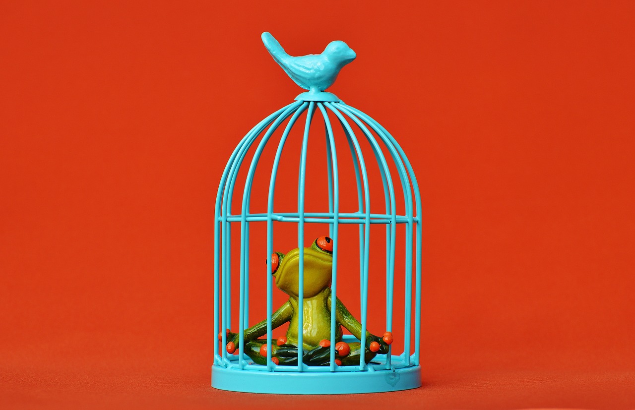 frog cage imprisoned free photo