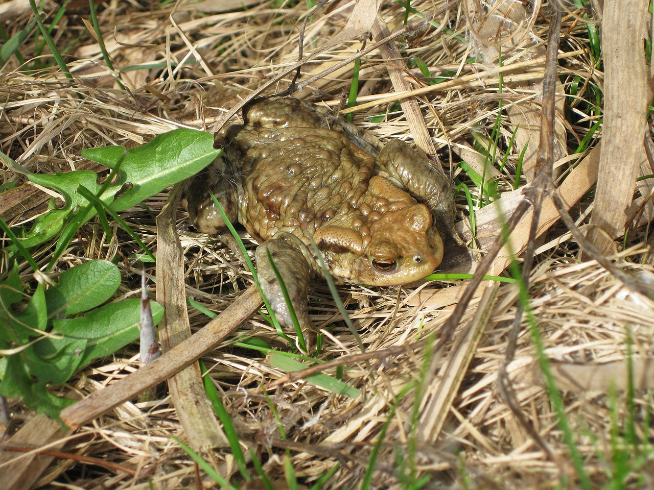 frog green grass free photo