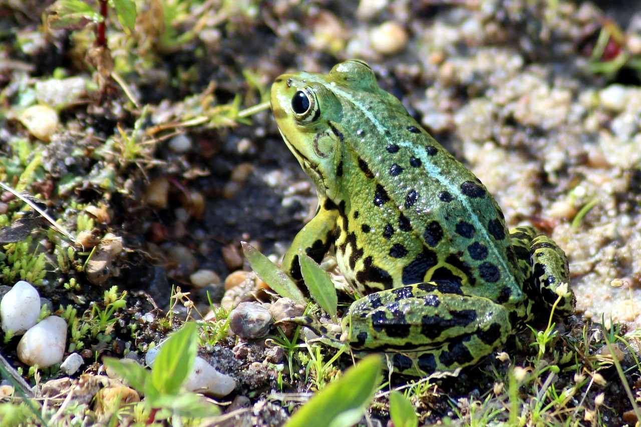 frog green green frog free photo