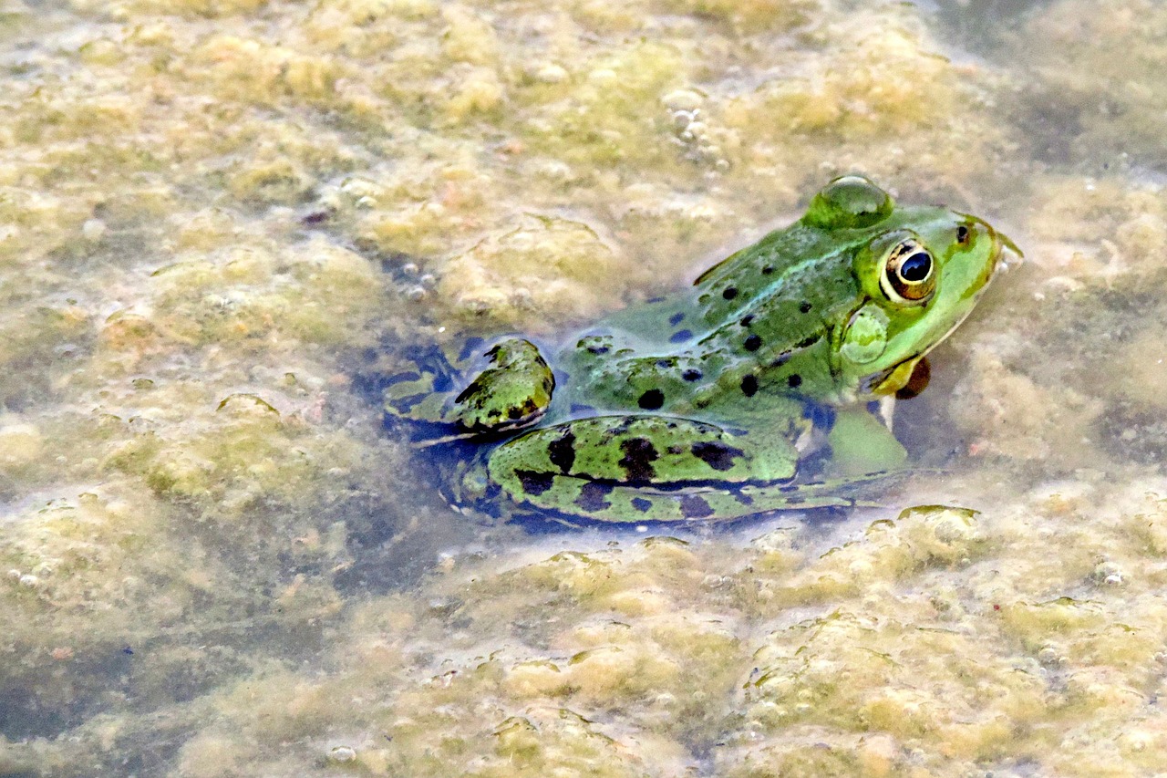 frog green pond free photo