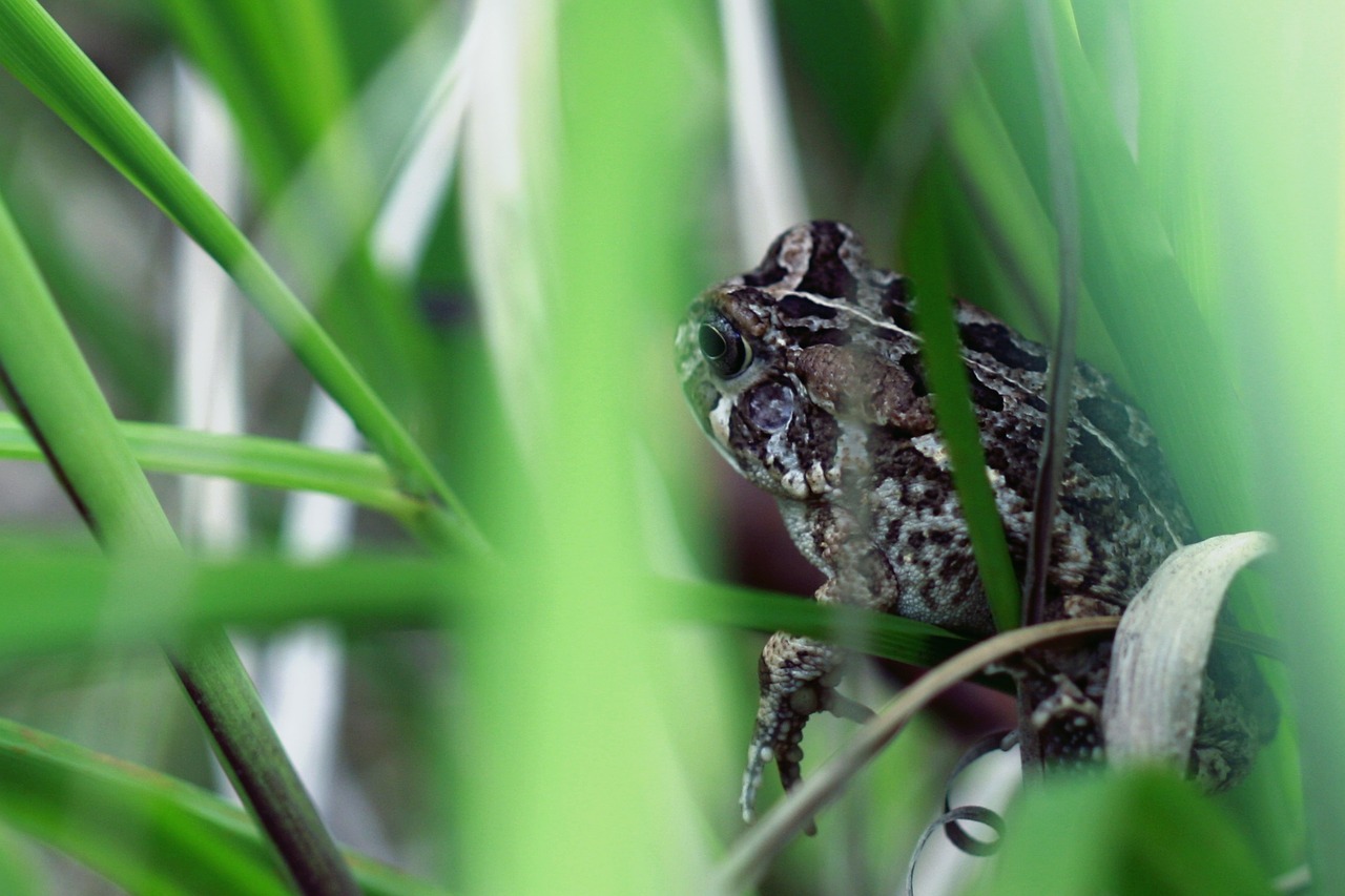 frog nature green free photo