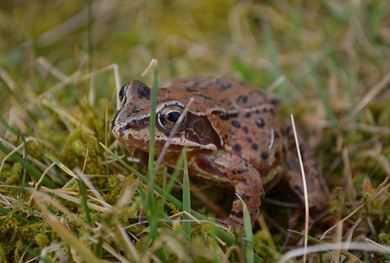 frog wildlife nature free photo