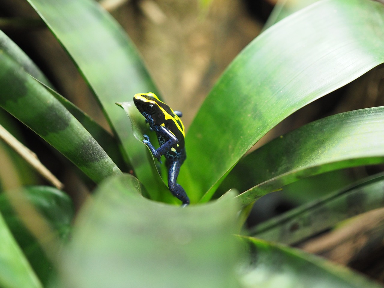 frog poison frog small free photo