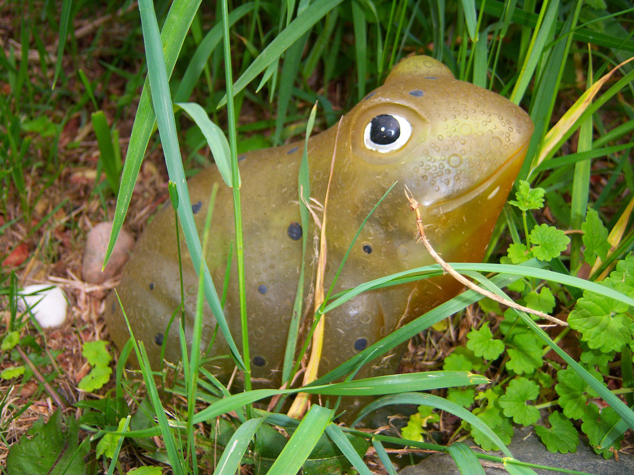 animal frog close free photo