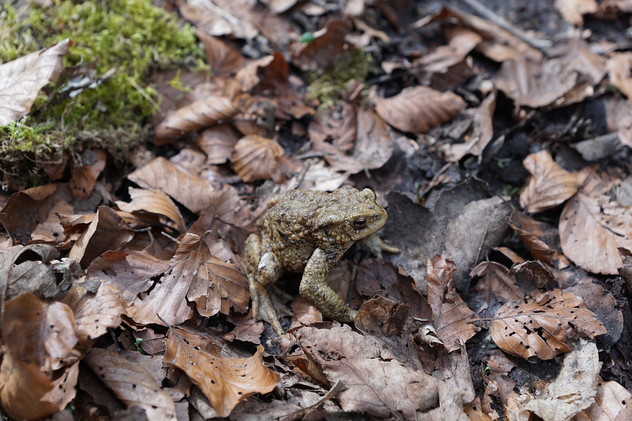 frog leaves nature free photo