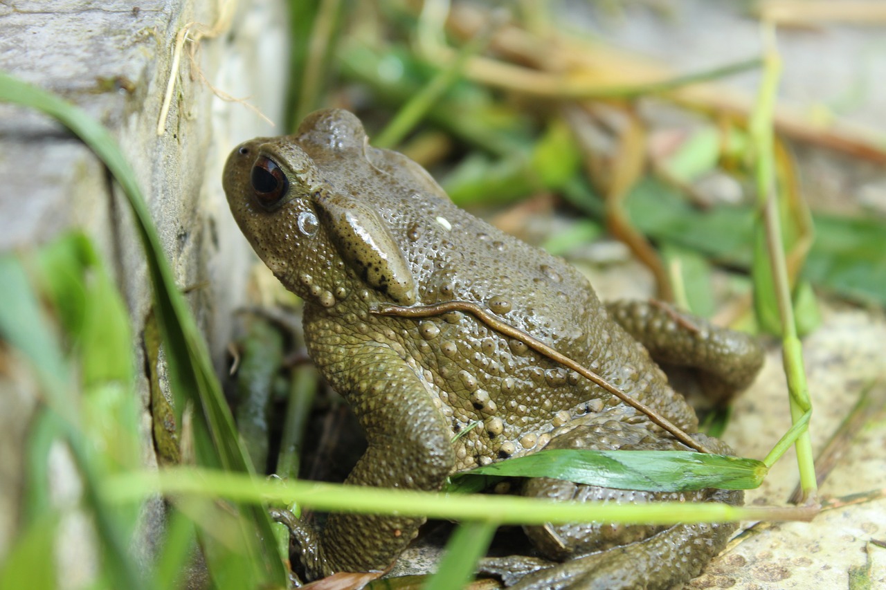 frog pet natural free photo