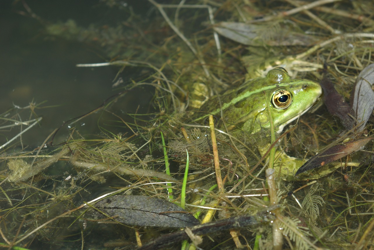 frog gerardo amphibian free photo