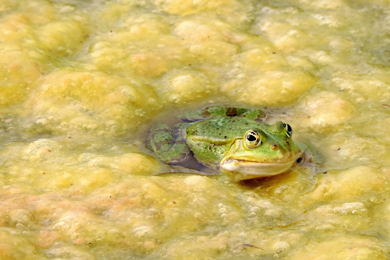 frog green pond free photo