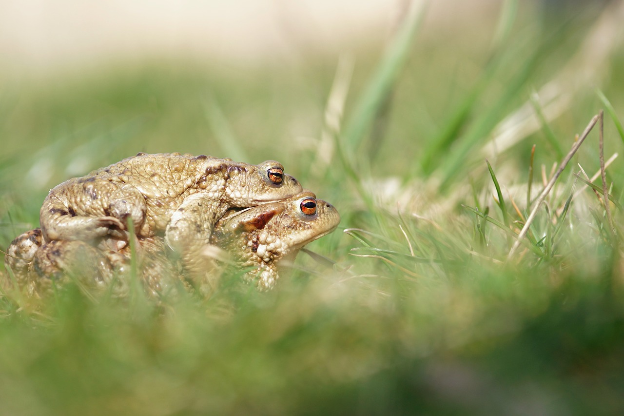 frog toad mating free photo