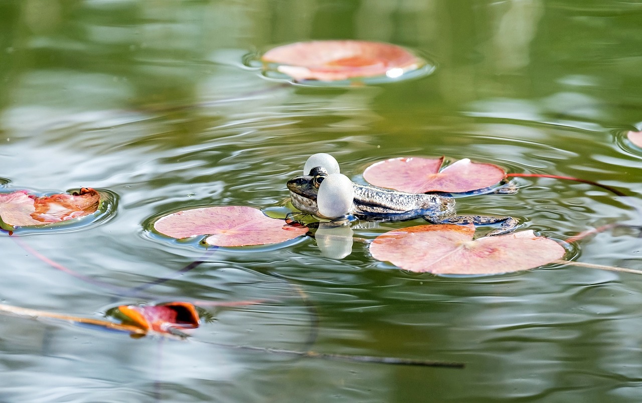 frog animal water frog free photo