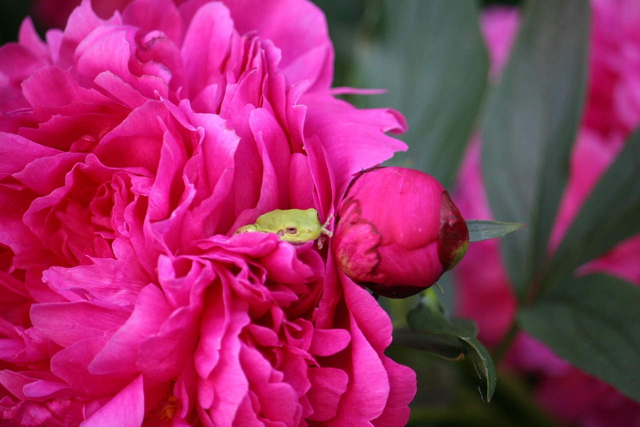 frog peony flower free photo