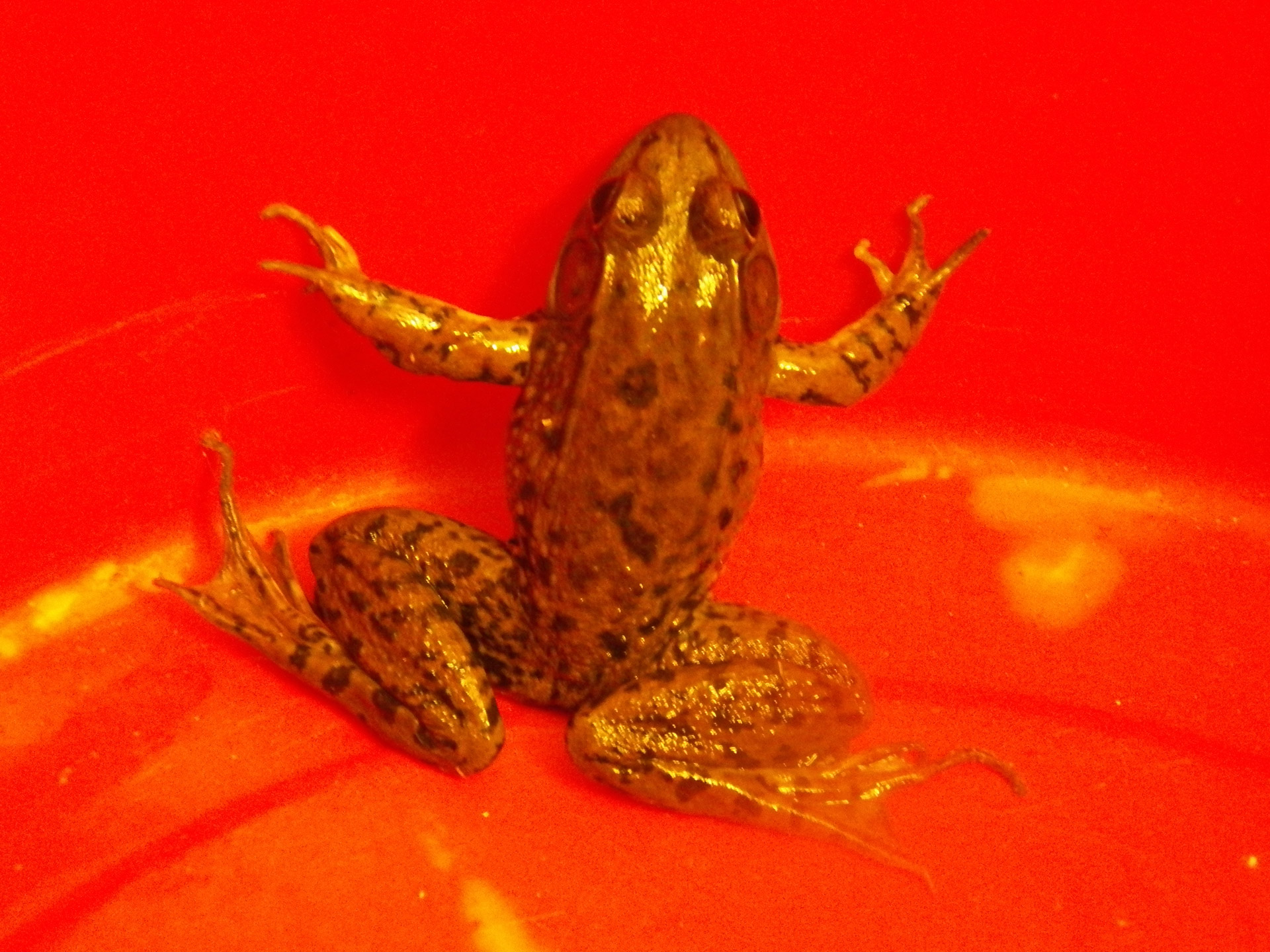 frog frogs toad free photo