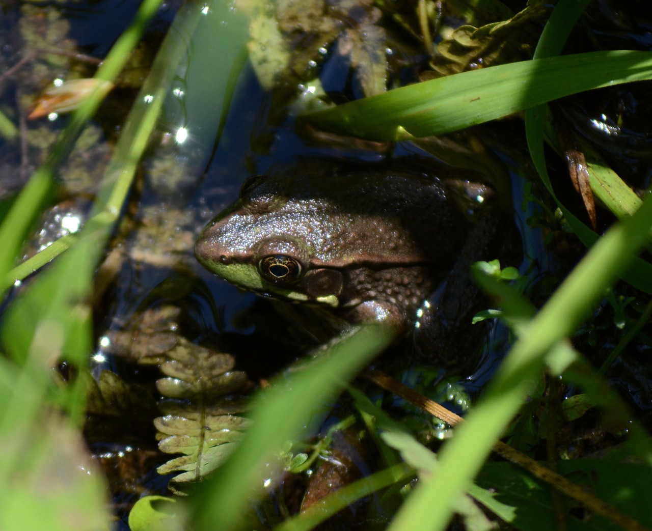 frog hiding nature free photo