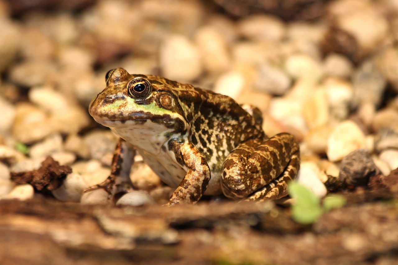 frog animals frogs free photo