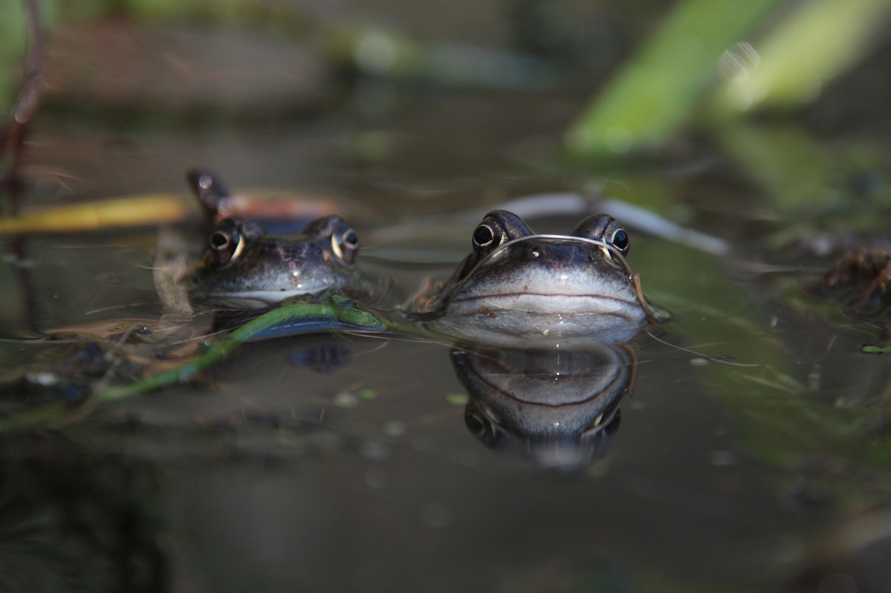 frog pond nature free photo