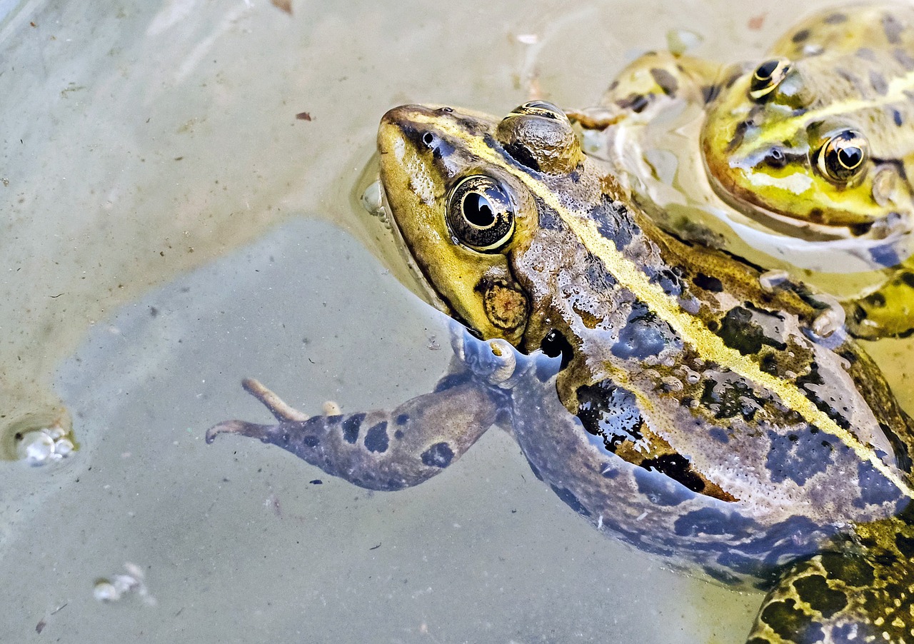 frog water frog animal free photo