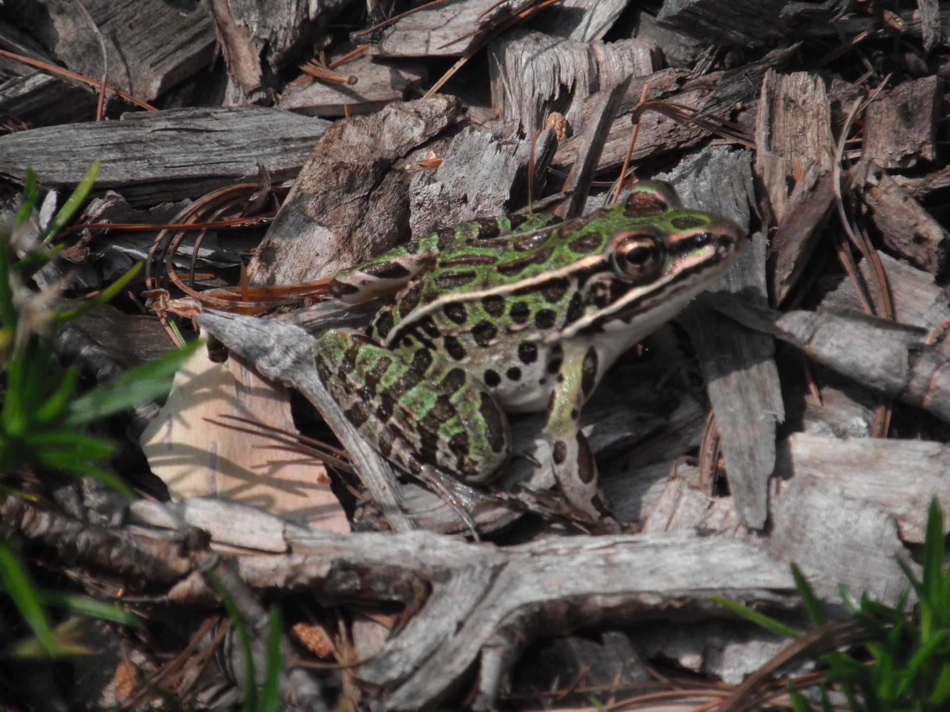 frog green toad free photo