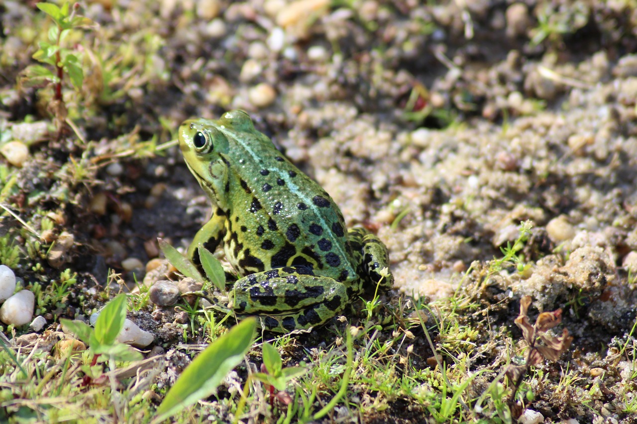 frog amphibian green free photo