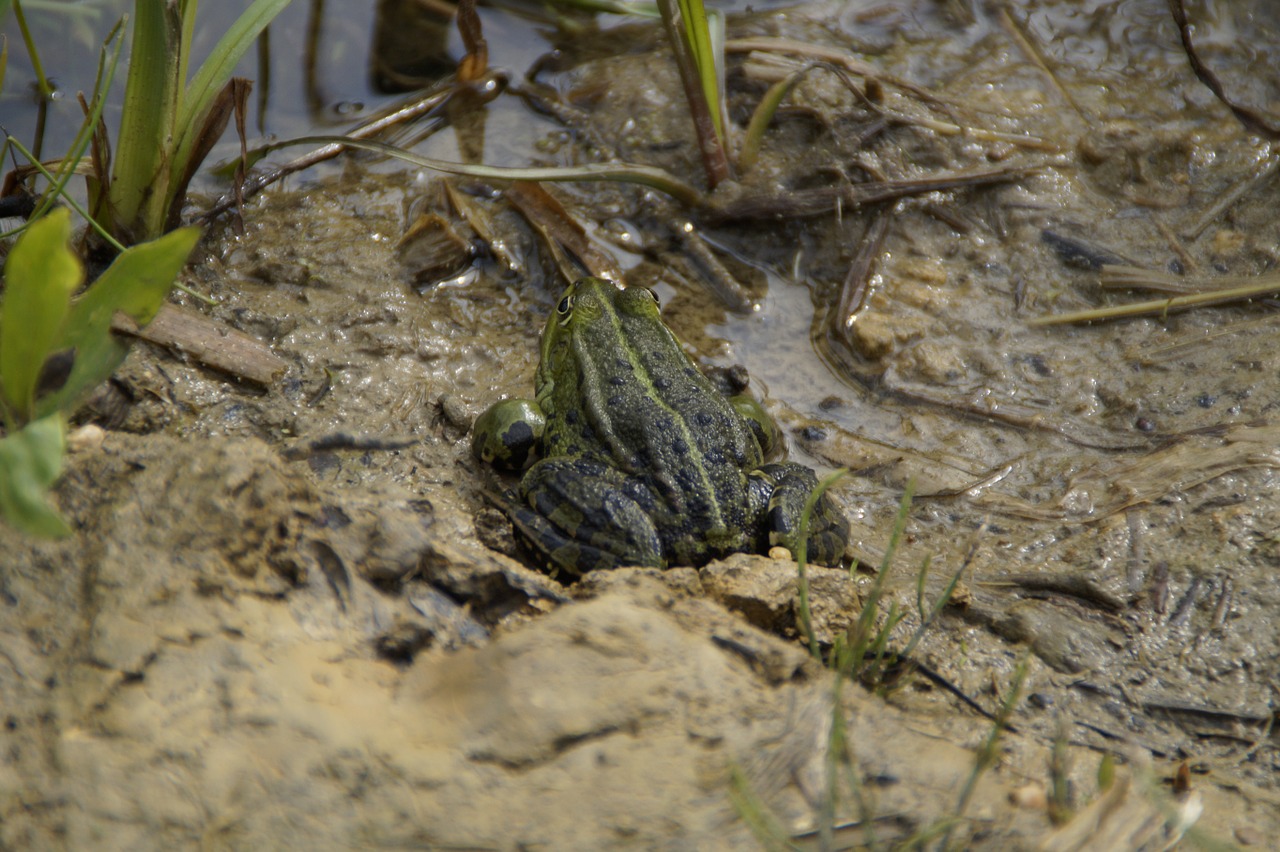 frog habitat mud free photo