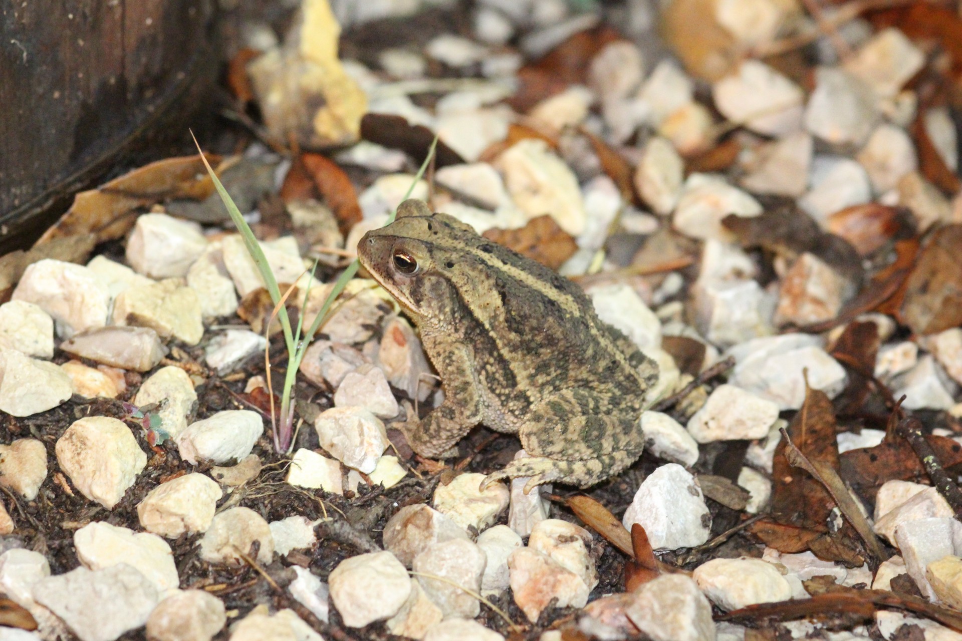 frogs frog animal free photo