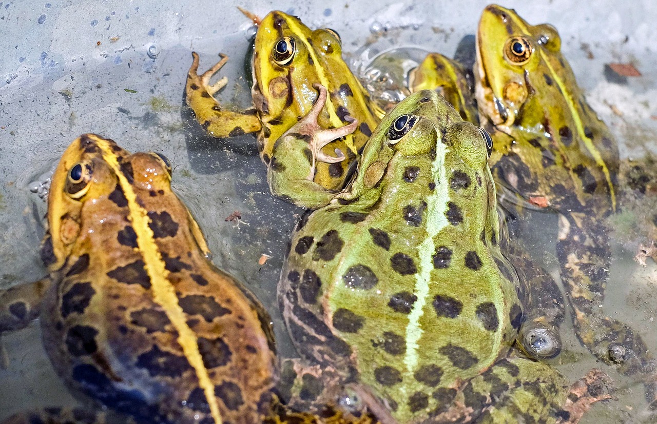 frog green frog toad free photo