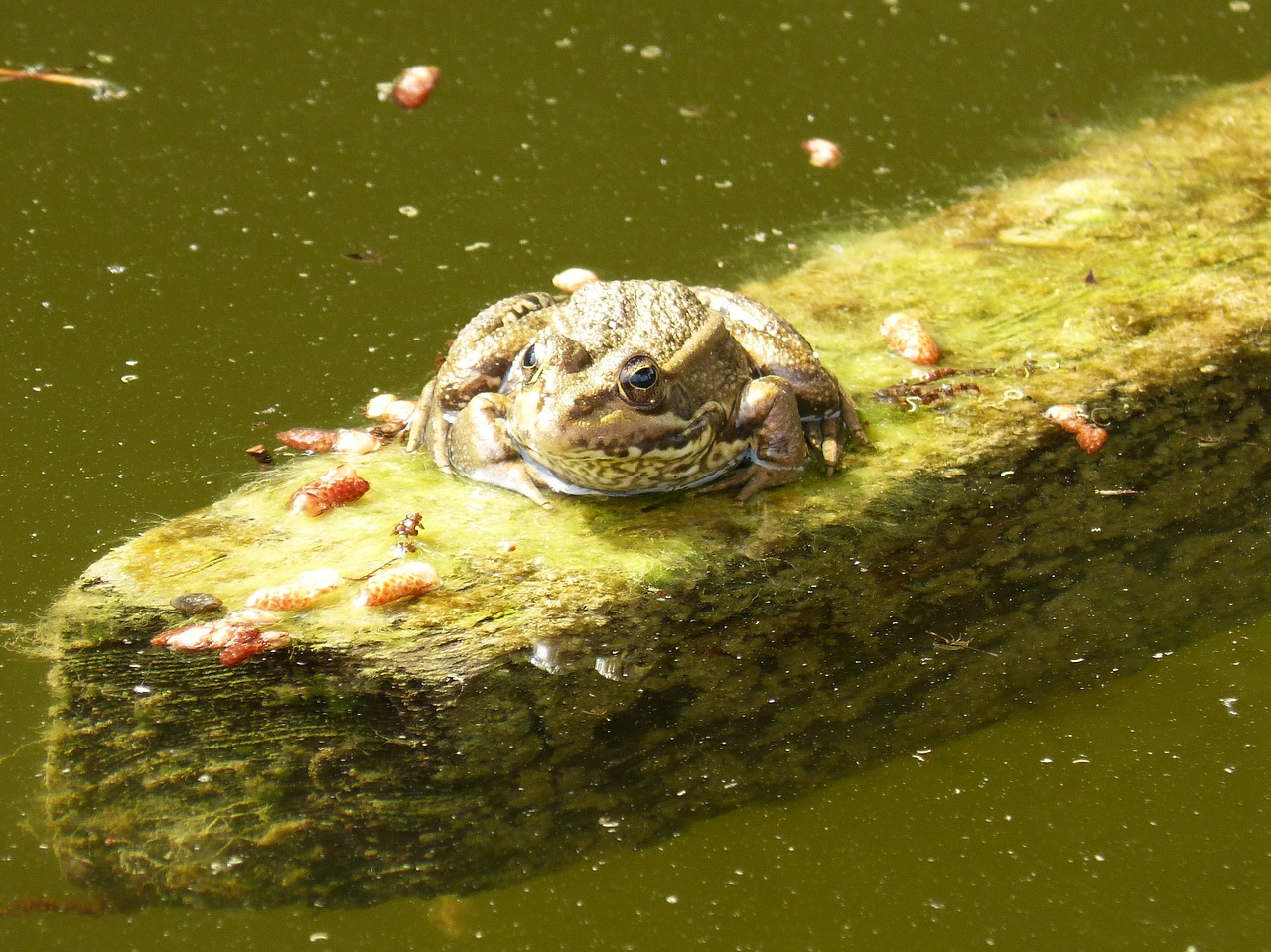 frog float raft free photo