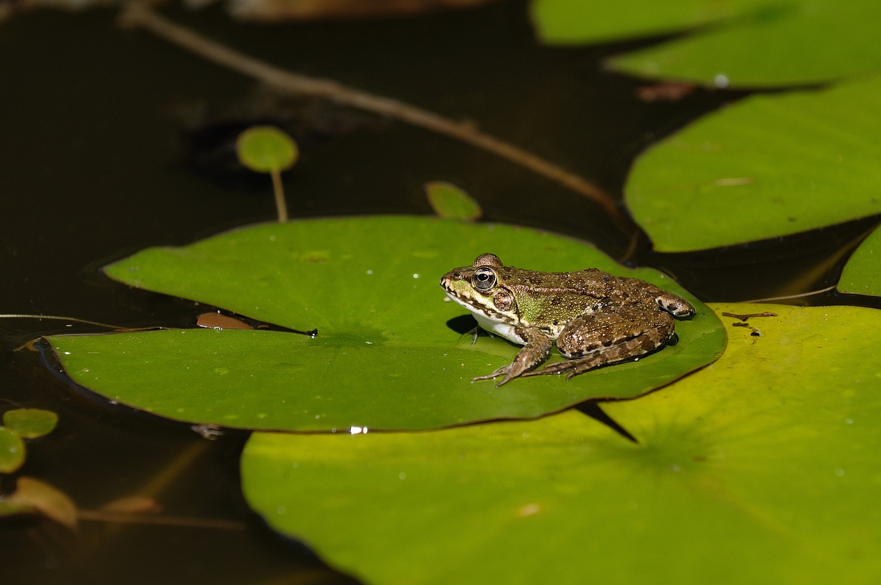 frog water animal free photo