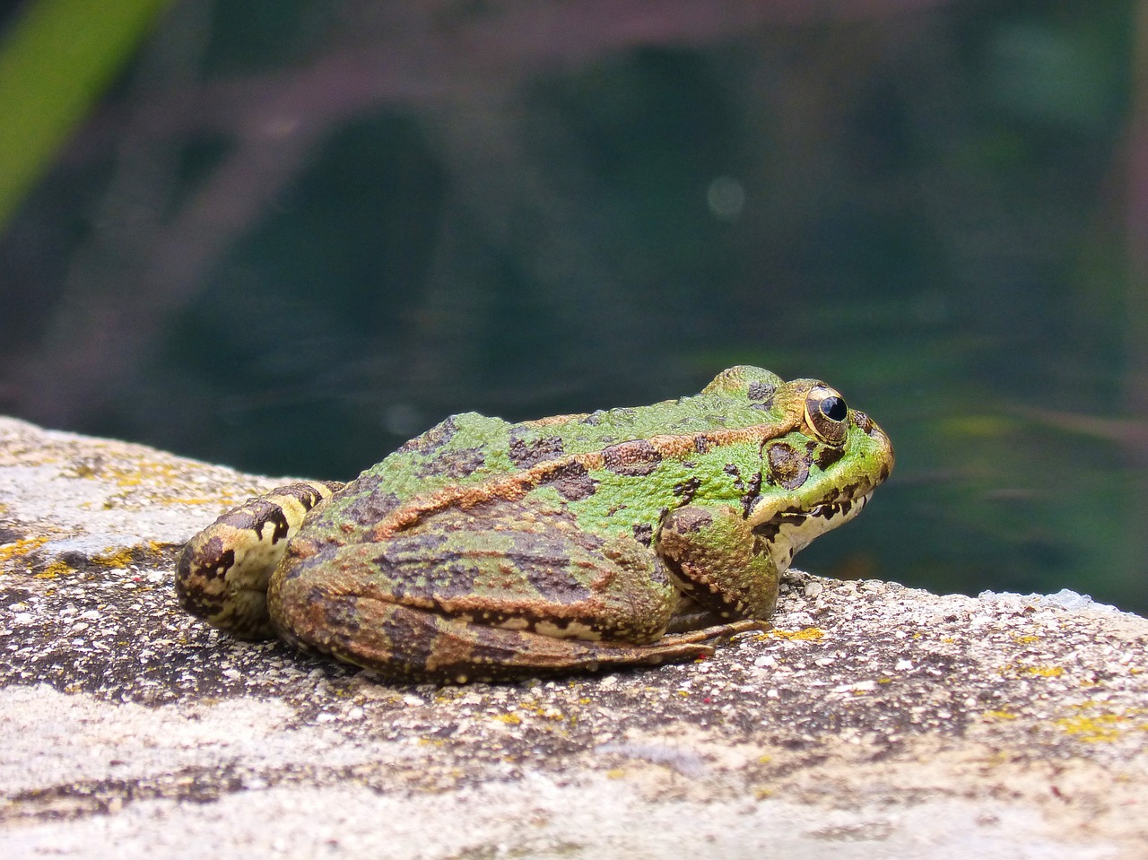 frog batrachian raft free photo