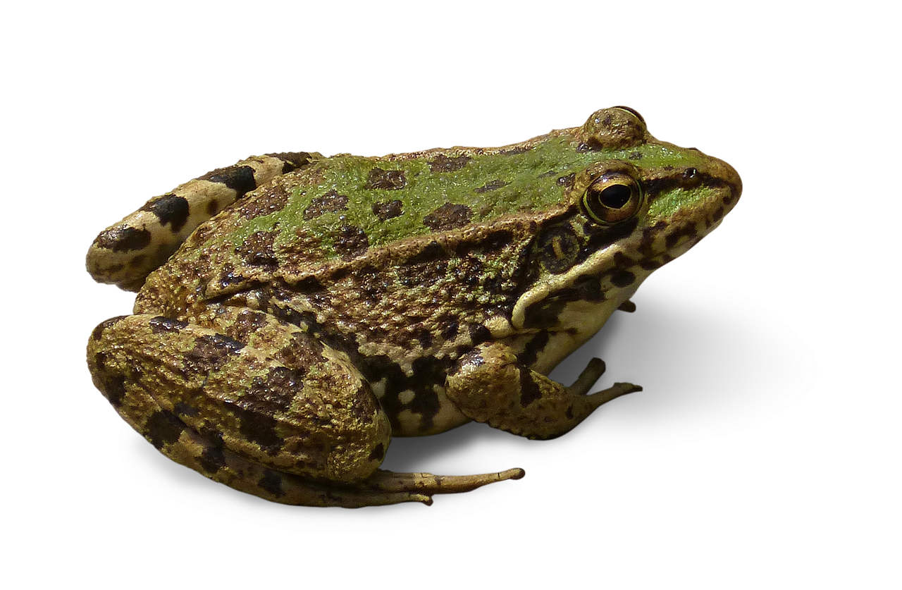 frog cropped image transparent background free photo