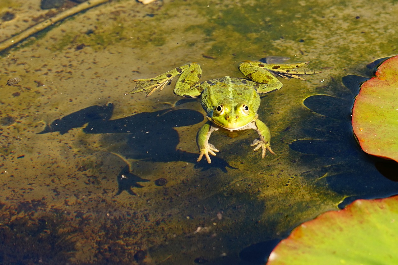 frog water pond free photo