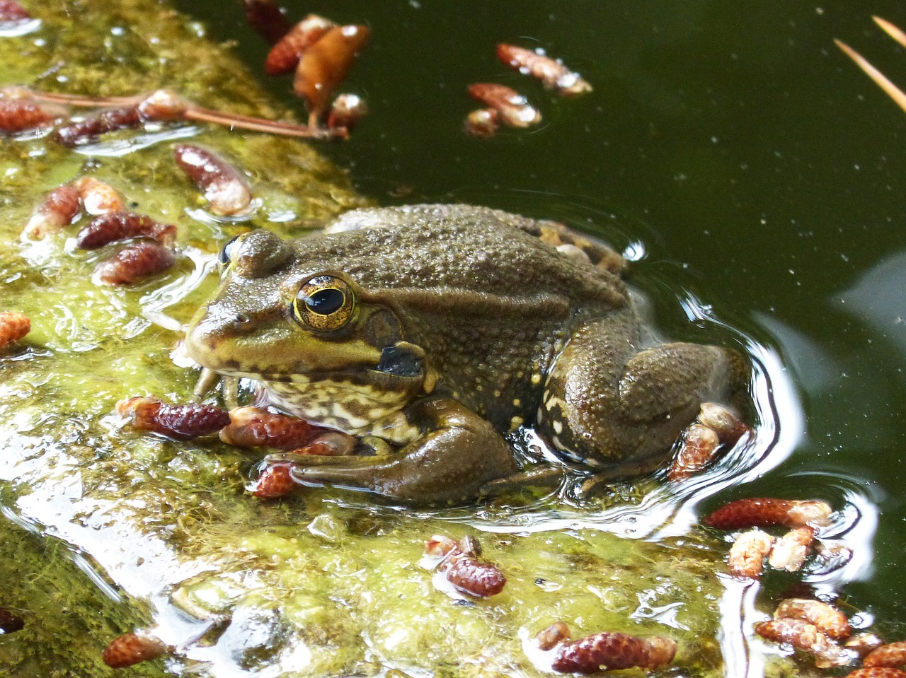 frog batrachian pond free photo