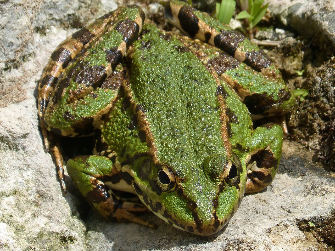 frog green frog batrachian free photo