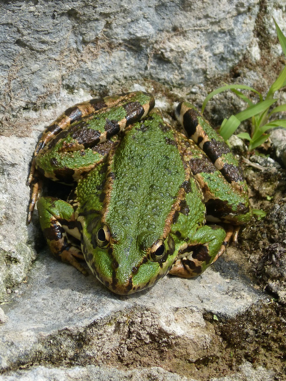 frog green frog batrachian free photo