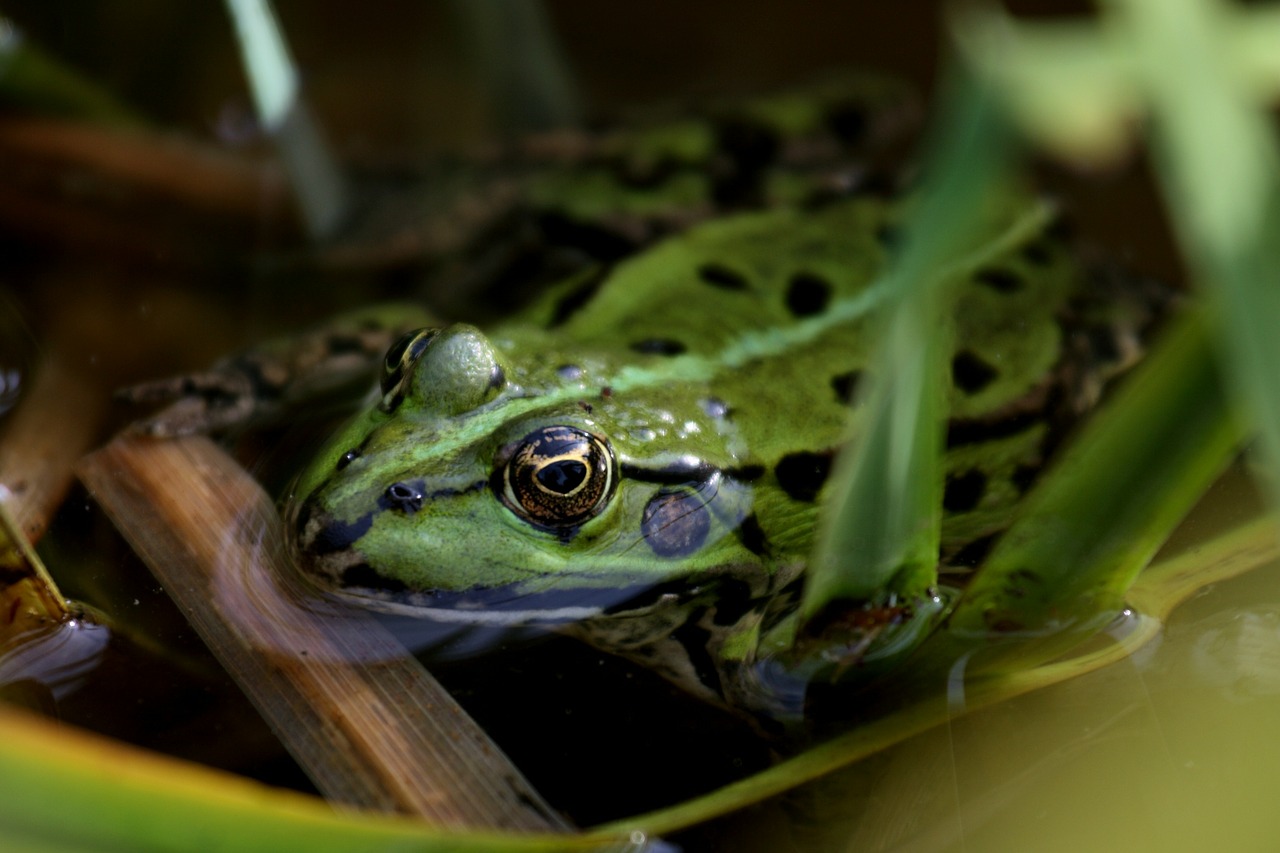 frog pond garden free photo