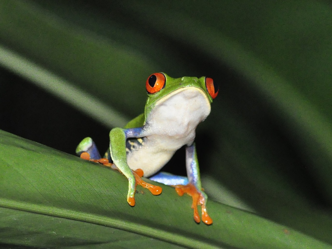frog red-eyed tree frog jungle free photo