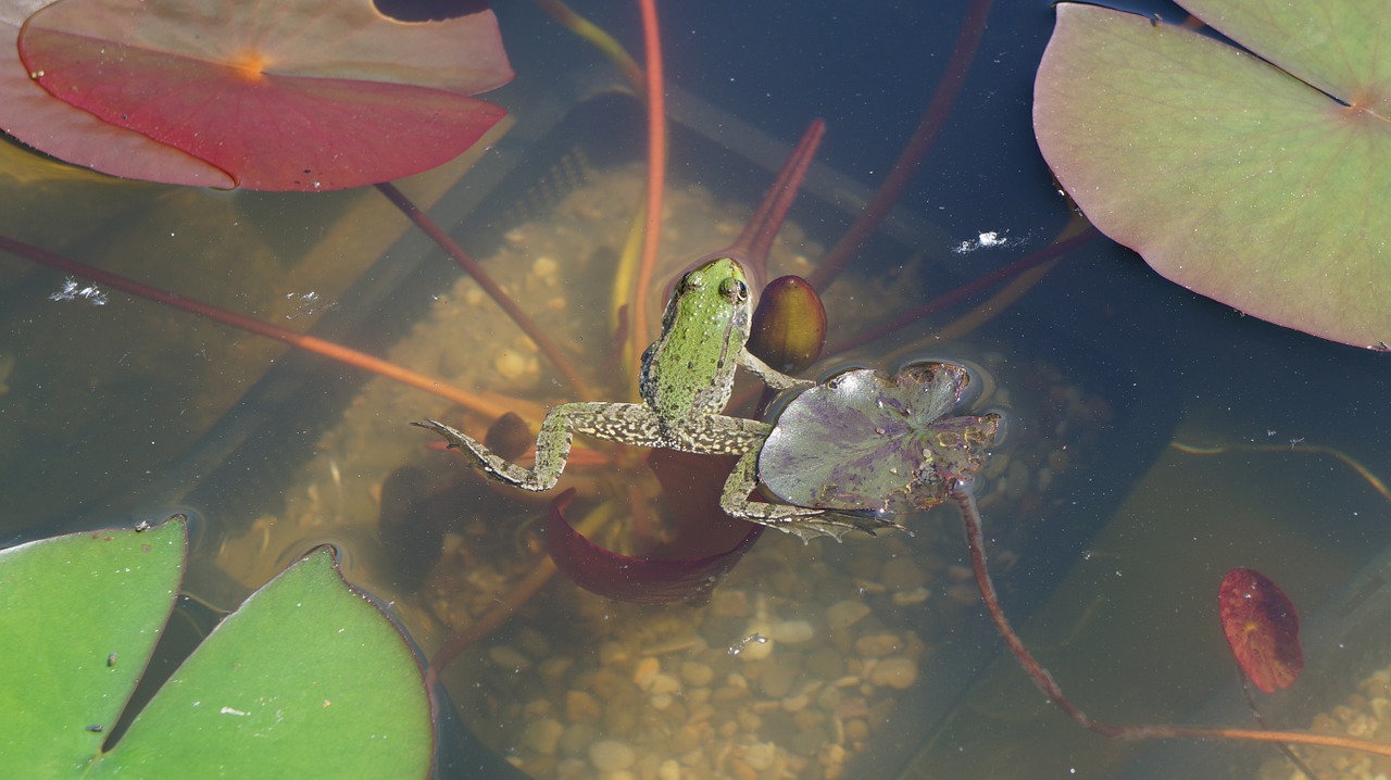 frog garden pond frog pond free photo