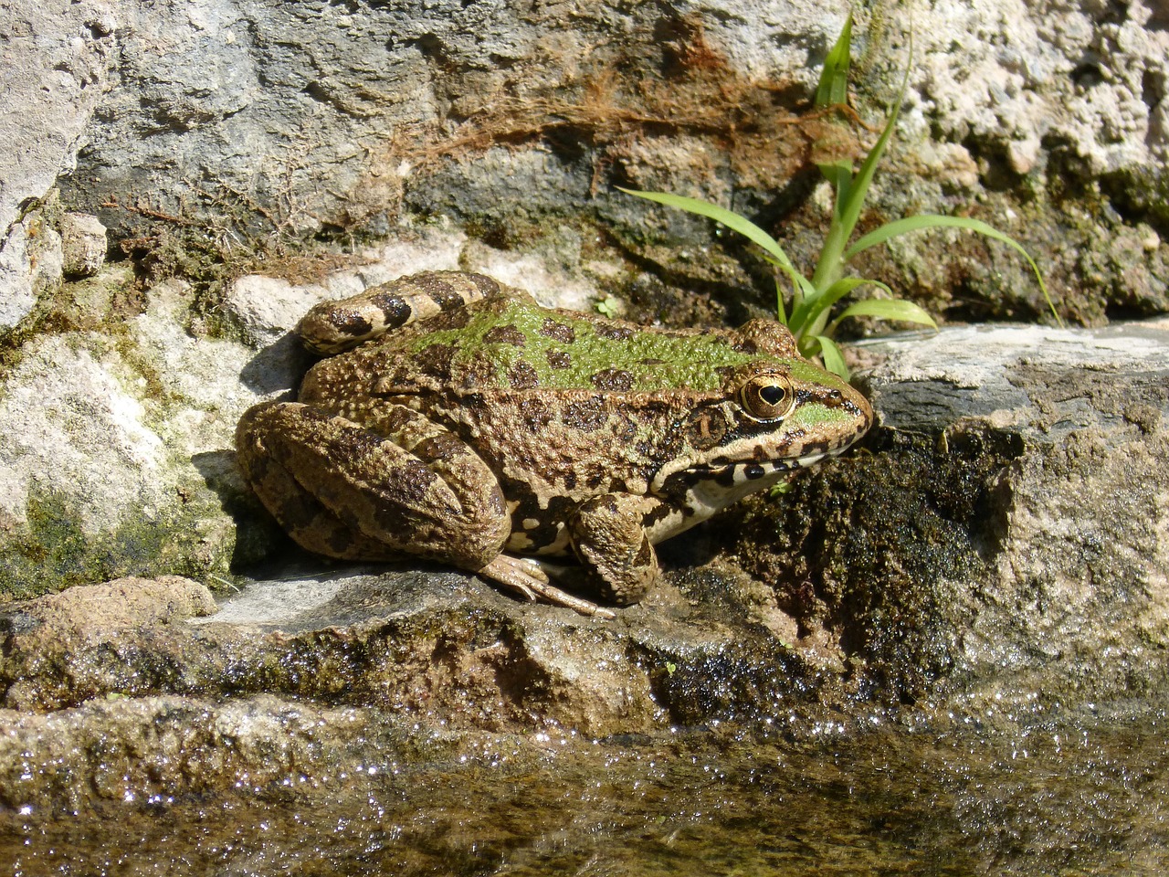 frog batrachian raft free photo