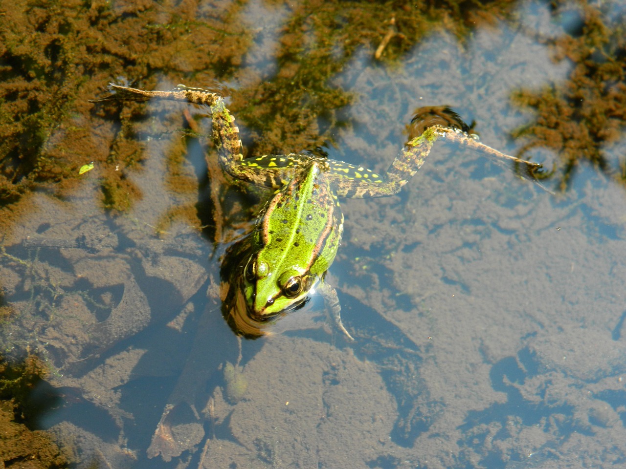 frog frog pond amphibian free photo