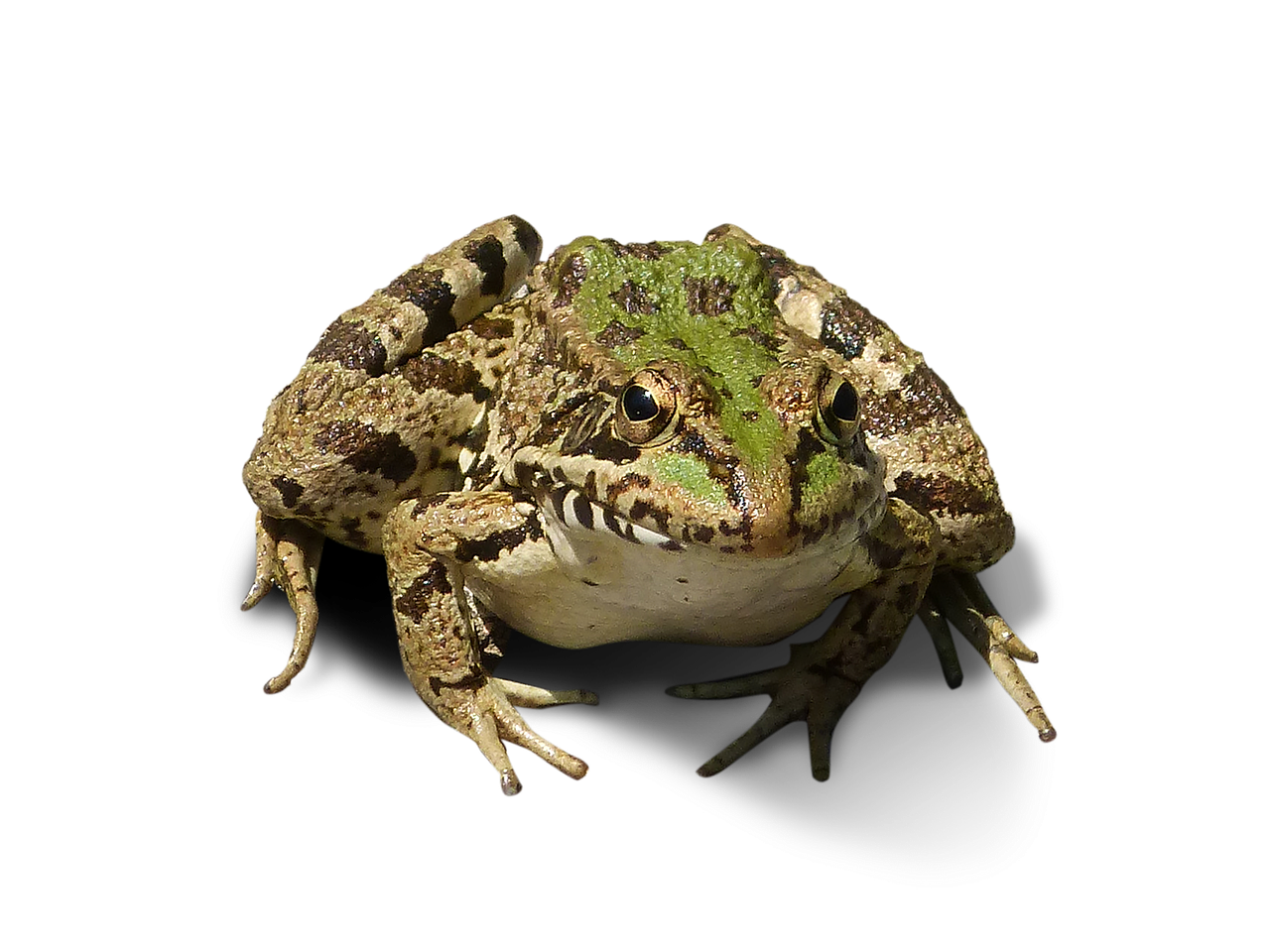 frog cropped image frog bottomless free photo