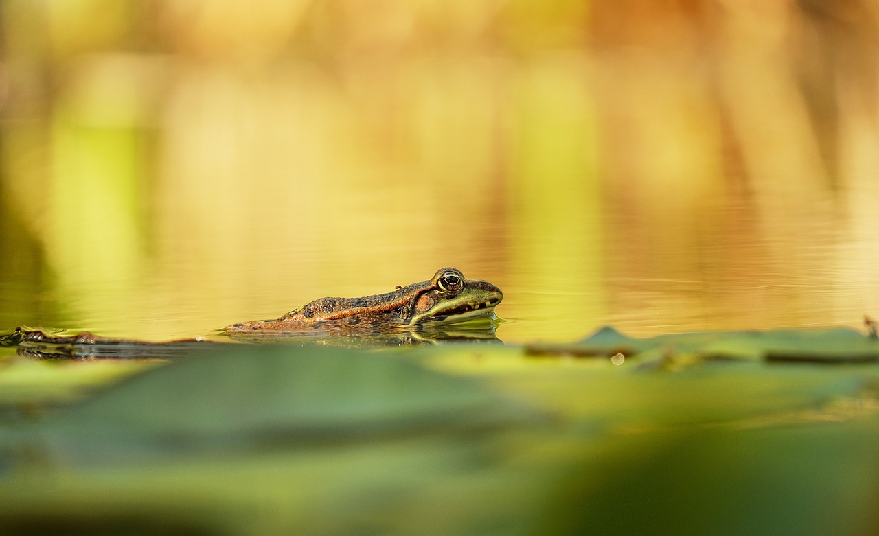 frog water frog animal free photo