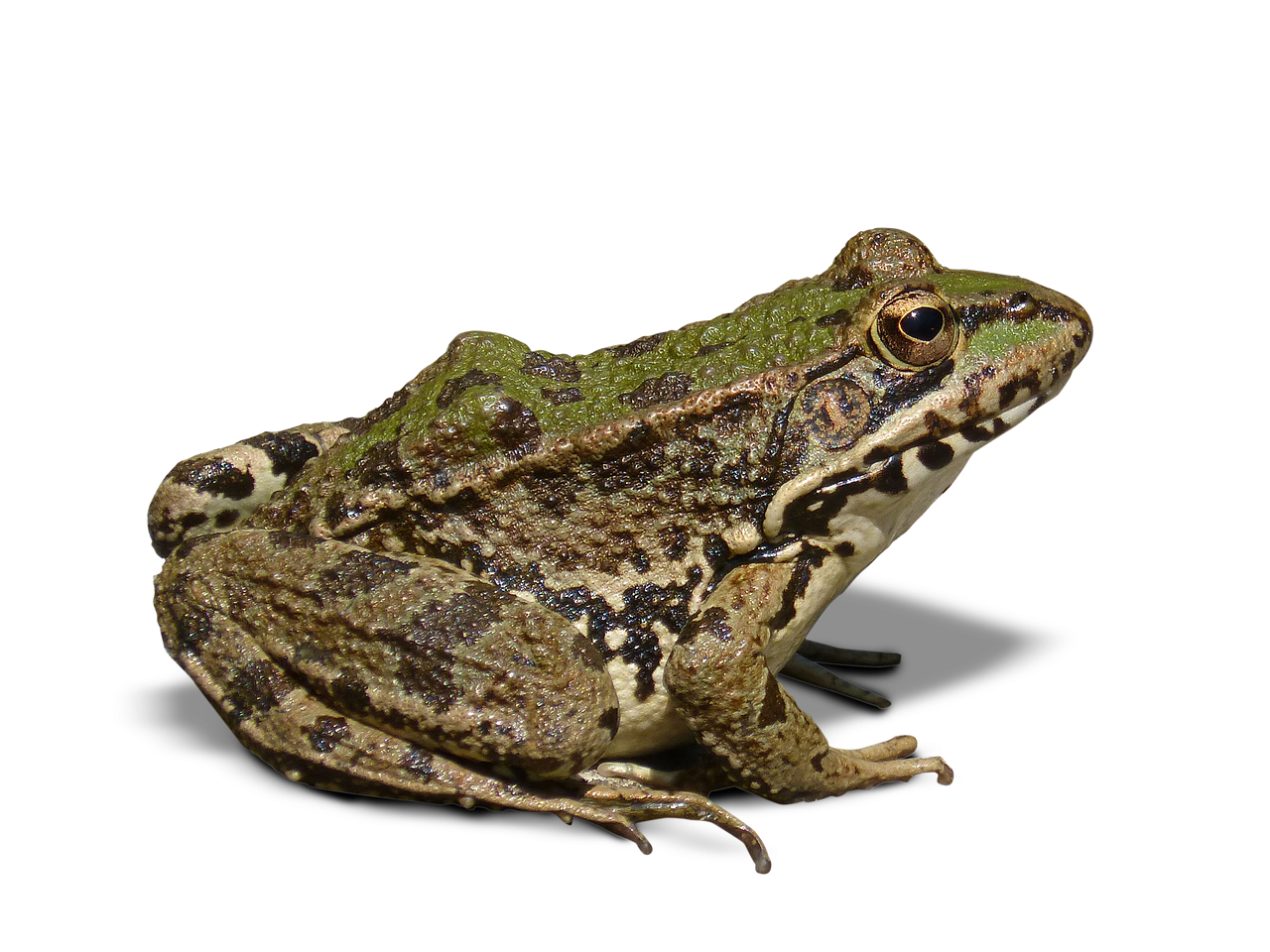 frog batrachian transparent background free photo