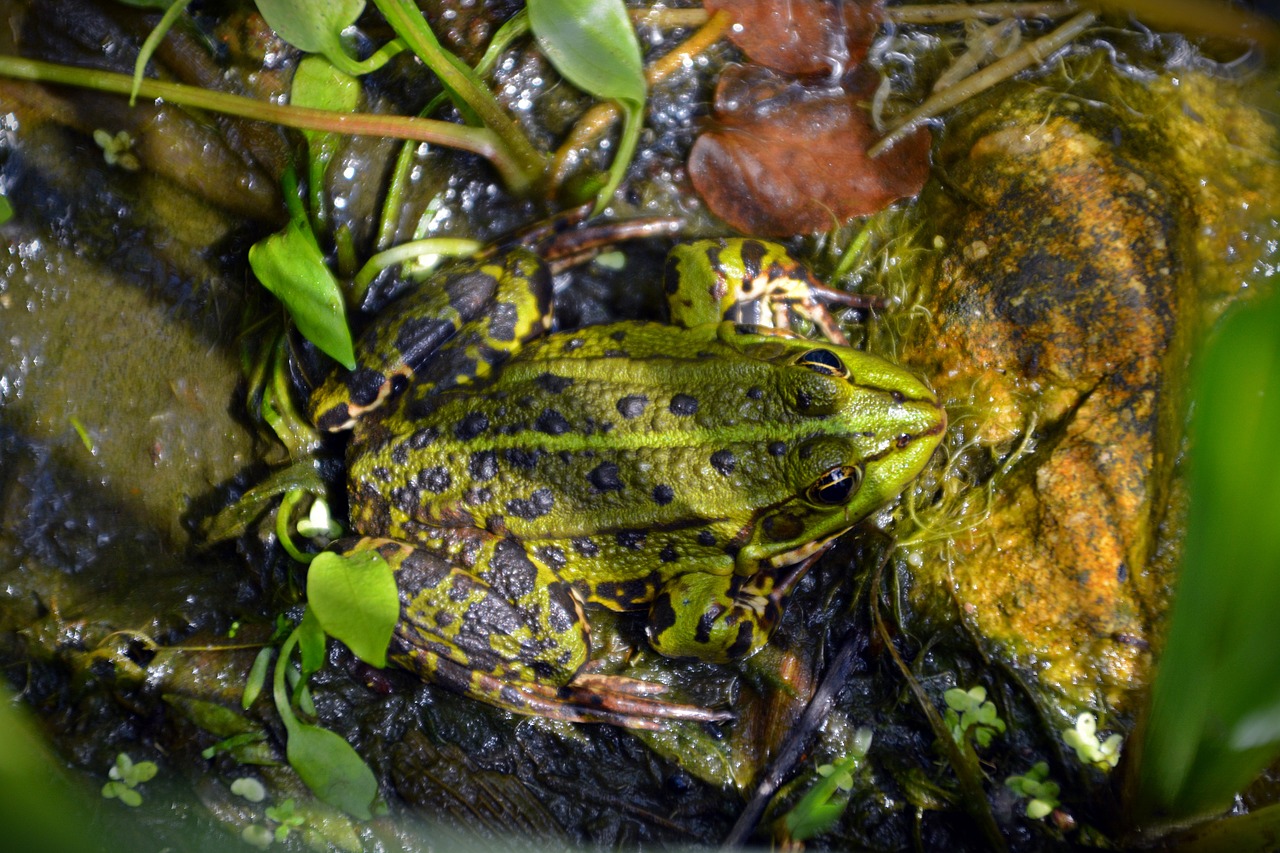 frog animal aquatic animal free photo