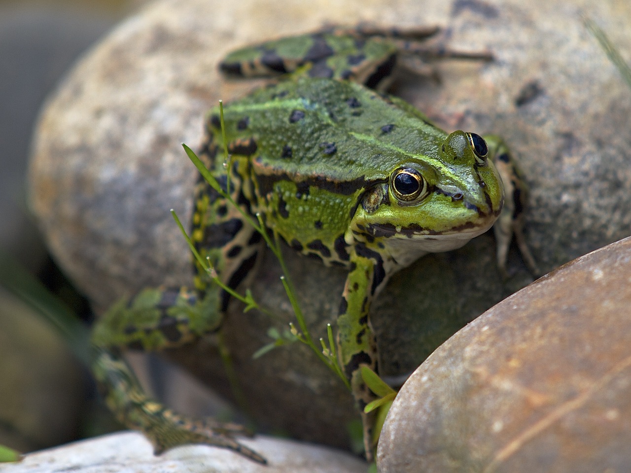 frog garden pond amphibian free photo