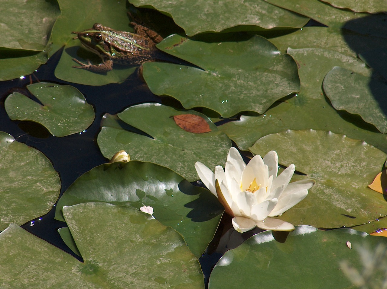 frog waterlily prince free photo